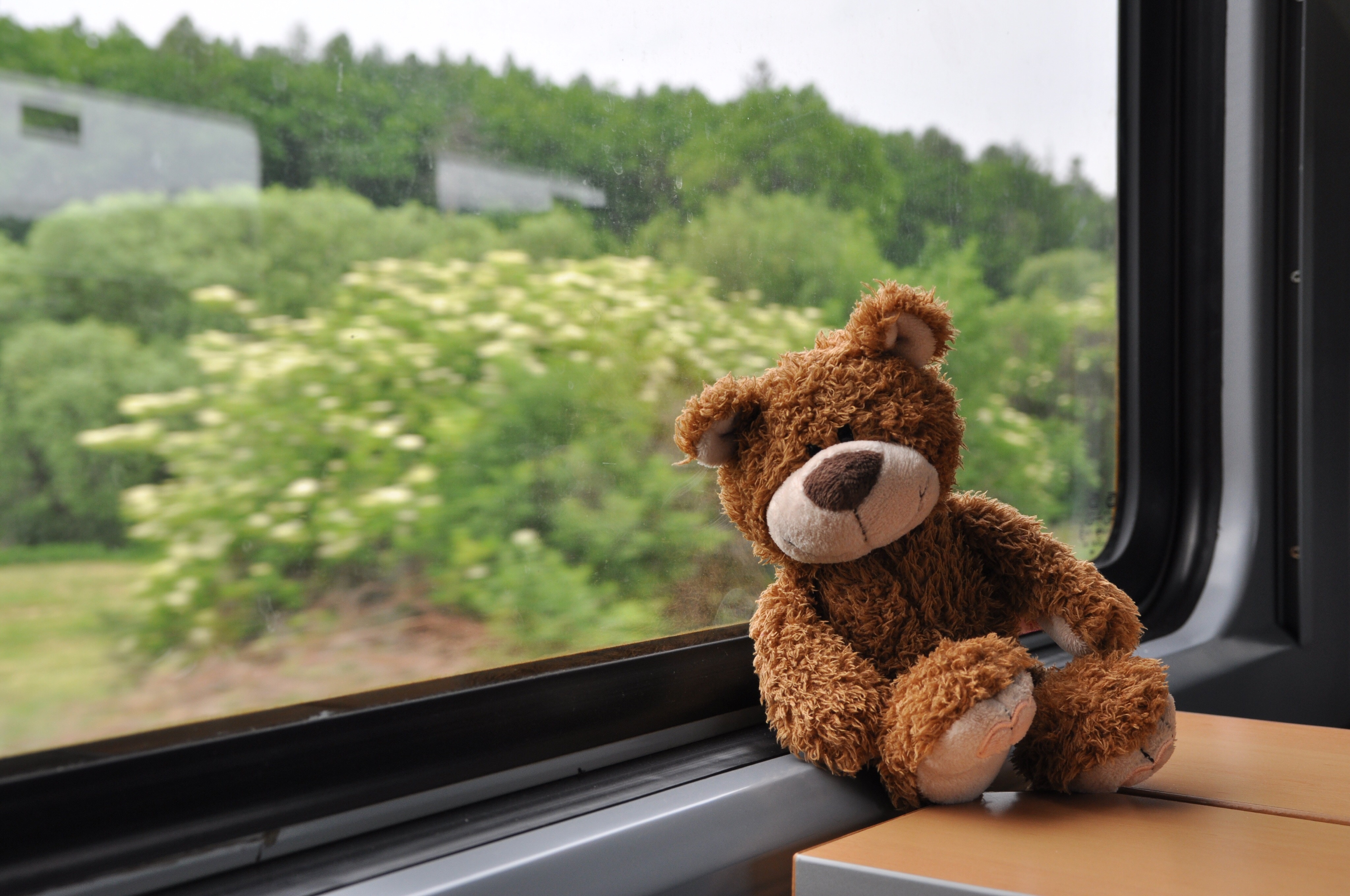 Ein brauner Teddybär sitzt ans Fenster gelehnt auf einem Tisch in einem Zug, der durch eine grüne Landschaft fährt.